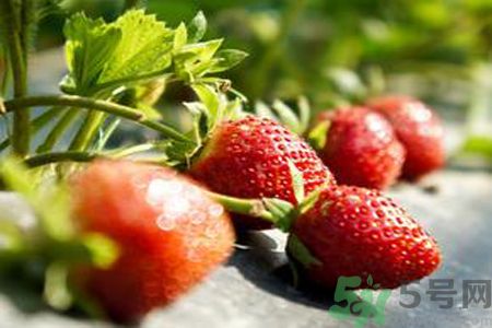 糖尿病可以吃草莓嗎？糖尿病吃草莓好嗎？