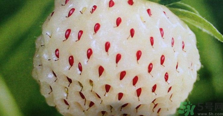 澳洲新型草莓已上市 澳洲新型草莓安全嗎？