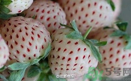菠蘿莓好吃嗎？菠蘿莓好不好吃？