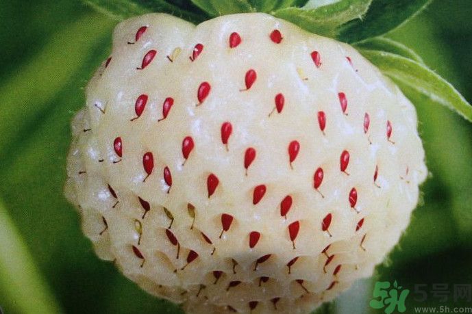 菠蘿莓好吃嗎？菠蘿莓好不好吃？