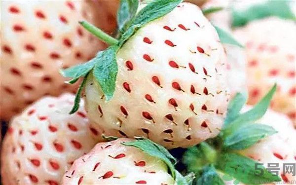 菠蘿莓的營養(yǎng)價值和功效 菠蘿莓的營養(yǎng)價值和功效