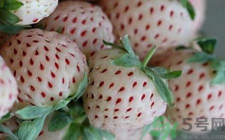 菠蘿莓的營養(yǎng)價值和功效 菠蘿莓的營養(yǎng)價值和功效