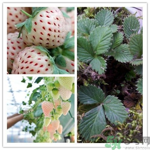 菠蘿莓的營養(yǎng)價值和功效 菠蘿莓的營養(yǎng)價值和功效