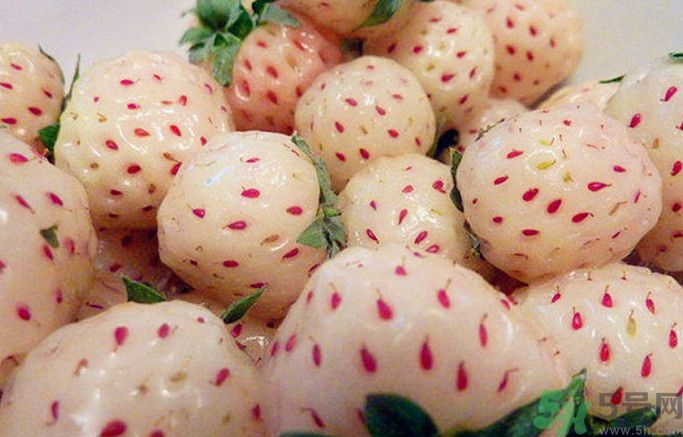 菠蘿莓孕婦能吃嗎？菠蘿莓懷孕可以吃嗎？