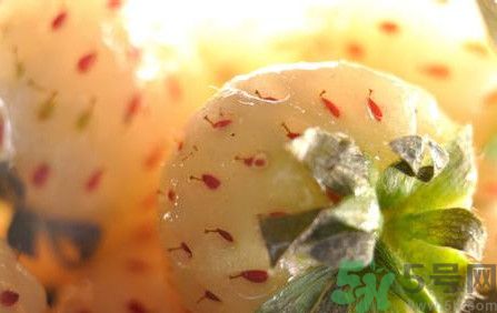 菠蘿莓孕婦能吃嗎？菠蘿莓懷孕可以吃嗎？