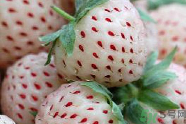 菠蘿莓孕婦能吃嗎？菠蘿莓懷孕可以吃嗎？