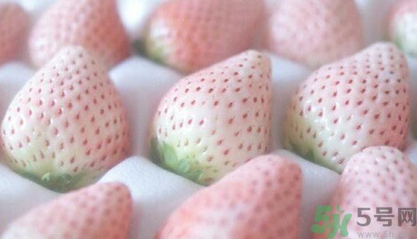 寶寶能吃菠蘿莓嗎？嬰幼兒能吃菠蘿莓嗎？