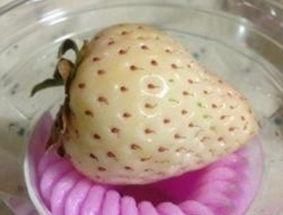 懷孕初期能吃菠蘿莓嗎？懷孕5個月可以吃菠蘿莓嗎？