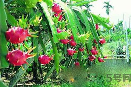 糖尿病可以吃火龍果嗎？糖尿病吃火龍果好嗎？