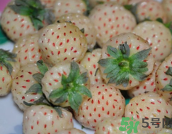 吃菠蘿莓會胖嗎?吃菠蘿莓會不會長胖?.png 吃菠蘿莓會胖嗎?吃菠蘿莓會不會長胖?.png