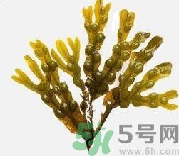 哪種海帶吃起來比較好？海帶有什么類別？