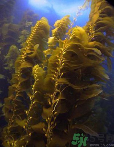 哪種海帶吃起來比較好？海帶有什么類別？