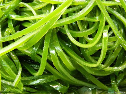 哪種海帶吃起來比較好？海帶有什么類別？