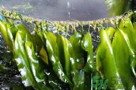 哪種海帶吃起來比較好？海帶有什么類別？