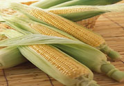 糖尿病可以吃玉米嗎？糖尿病吃玉米好嗎？