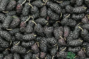 桑葚孕婦可以吃嗎？孕婦能不能吃桑葚？