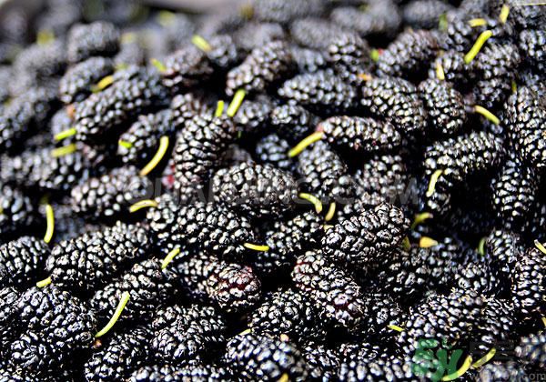 桑葚孕婦可以吃嗎？孕婦能不能吃桑葚？