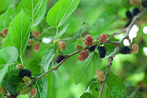 哺乳期能不能吃桑葚？桑葚產(chǎn)婦能吃嗎？