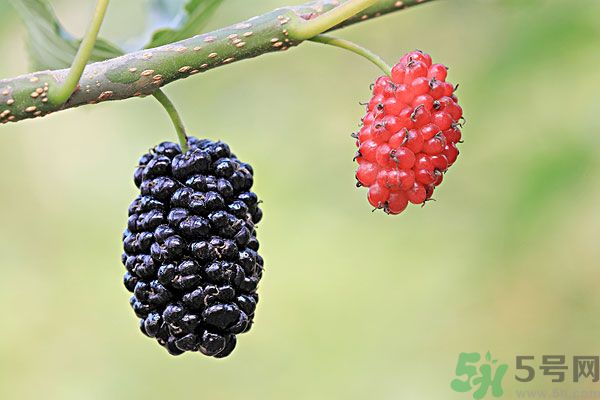 哺乳期能不能吃桑葚？桑葚產(chǎn)婦能吃嗎？