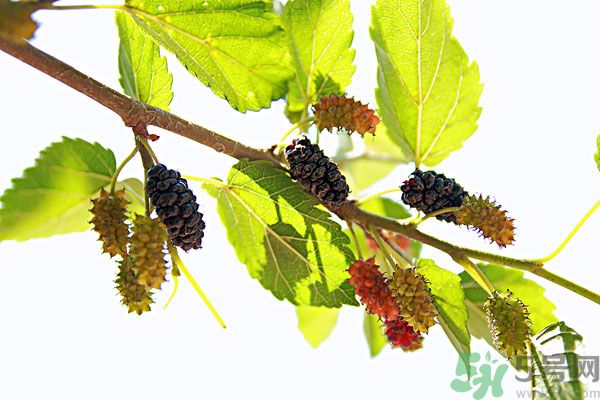 哺乳期能不能吃桑葚？桑葚產(chǎn)婦能吃嗎？