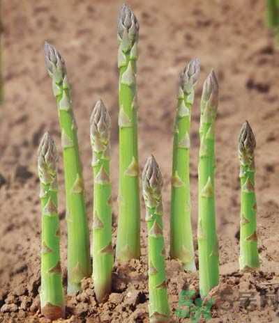 蘆筍要焯水嗎？蘆筍焯水要多久才最好？