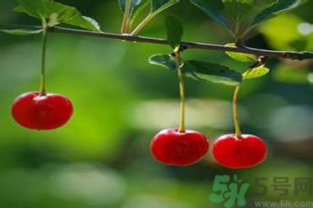痛風(fēng)可以吃櫻桃嗎？痛風(fēng)吃櫻桃好嗎？