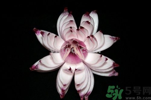 洋蔥可以包餃子嗎？洋蔥怎么做餃子餡？