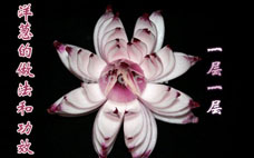 水洋蔥的功效與作用 水洋蔥的功效和藥用價值