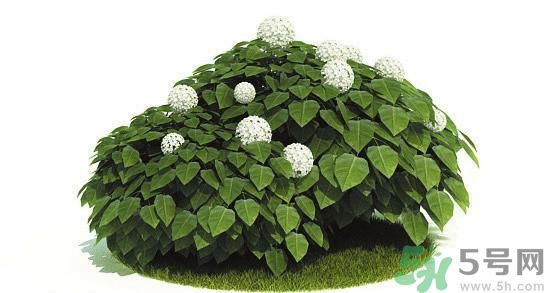 吸收毒氣的植物有哪些？凈化空氣的植物有哪些？