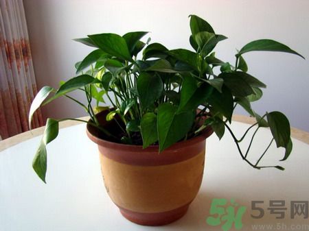 吸收毒氣的植物有哪些？凈化空氣的植物有哪些？