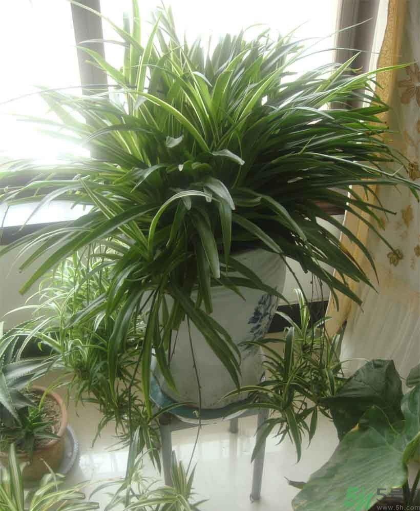 吸收毒氣的植物有哪些？凈化空氣的植物有哪些？