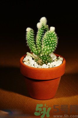 吸收毒氣的植物有哪些？凈化空氣的植物有哪些？