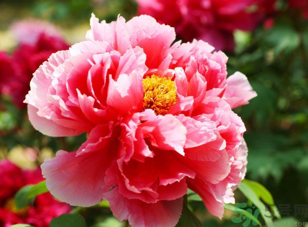 牡丹可以放在室內(nèi)嗎？室內(nèi)怎么養(yǎng)牡丹？