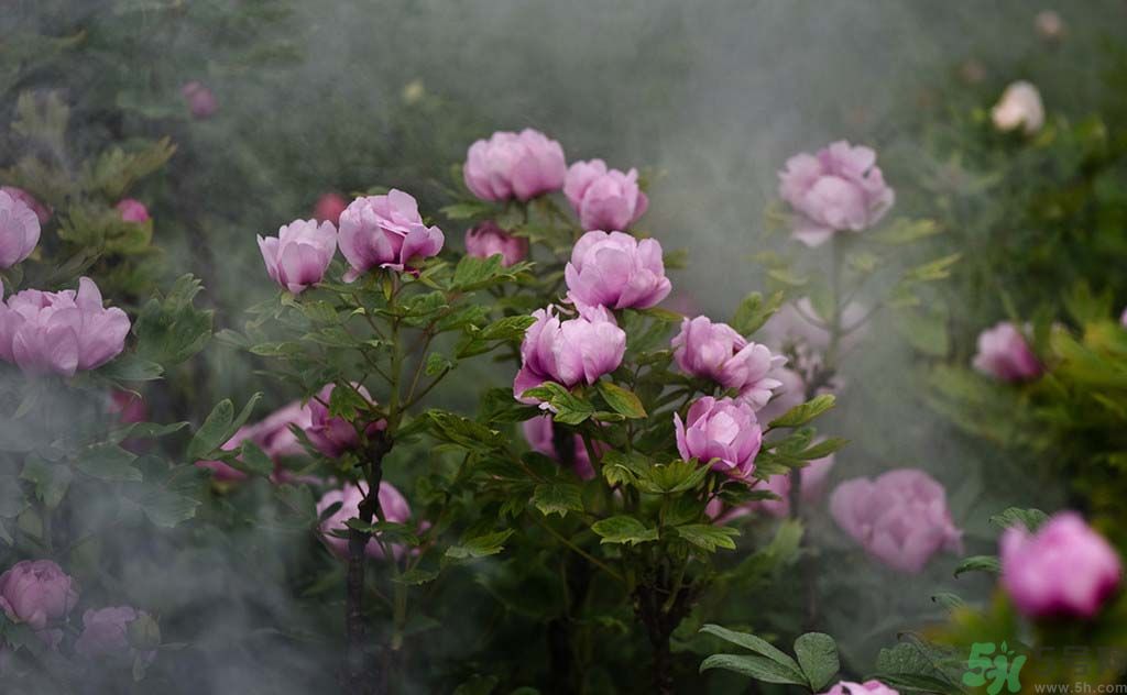 牡丹可以放在室內(nèi)嗎？室內(nèi)怎么養(yǎng)牡丹？