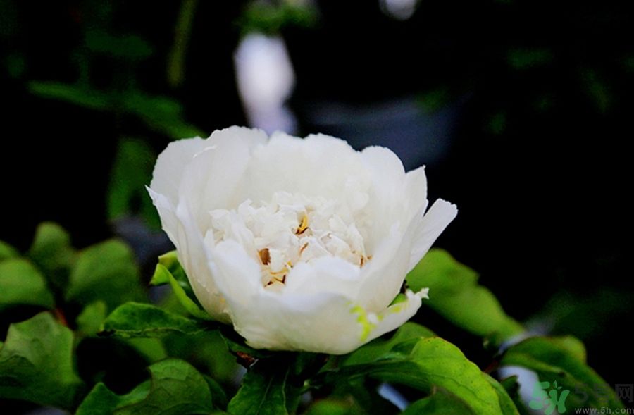 牡丹可以放在室內(nèi)嗎？室內(nèi)怎么養(yǎng)牡丹？