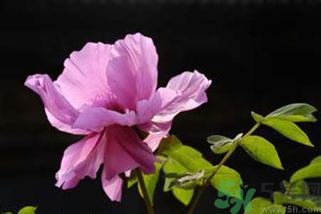 牡丹可以放在室內(nèi)嗎？室內(nèi)怎么養(yǎng)牡丹？