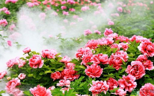 牡丹的花語是什么？牡丹的寓意是什么？