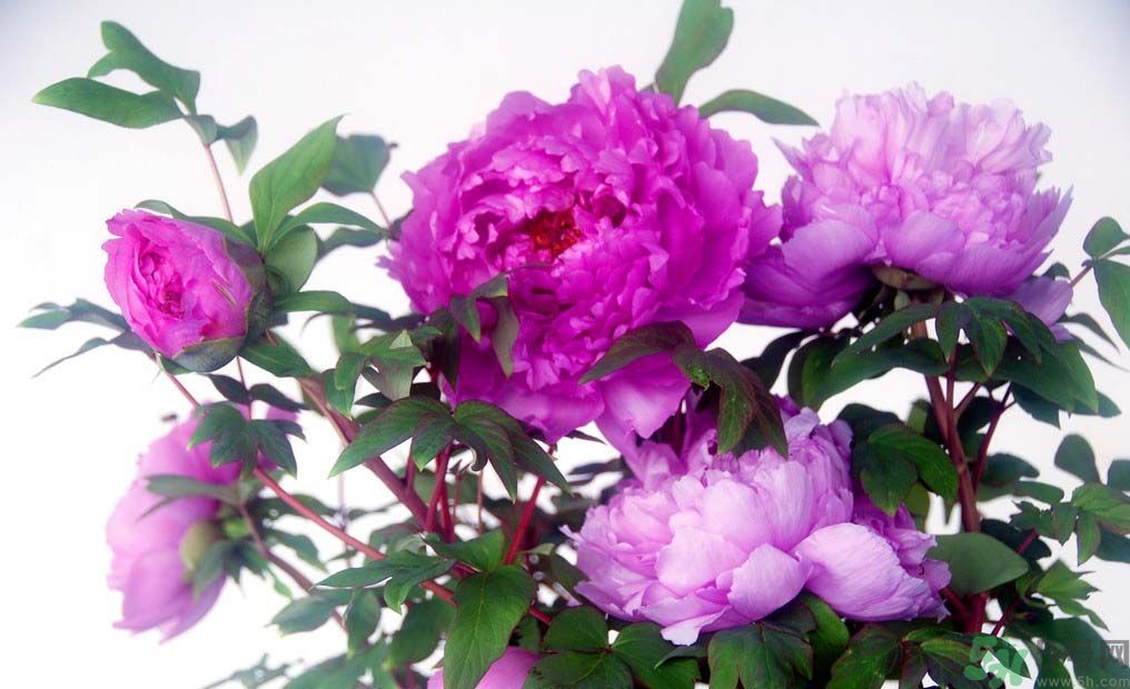 牡丹的花語是什么？牡丹的寓意是什么？