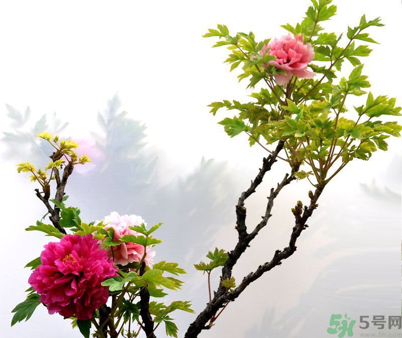 牡丹的花語是什么？牡丹的寓意是什么？