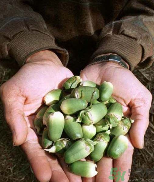 吃檳榔會致癌嗎？吃檳榔好不好？