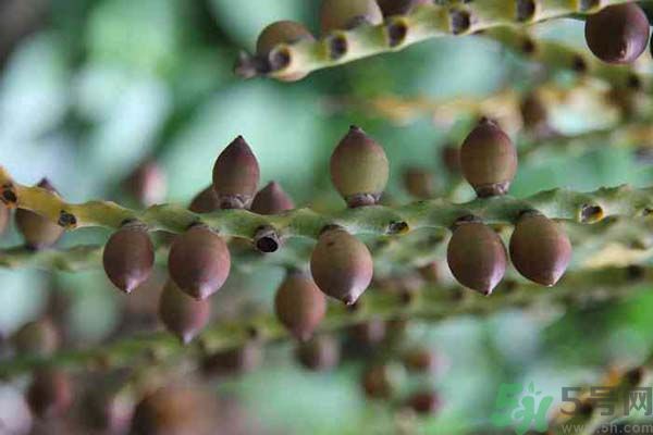 吃檳榔會致癌嗎？吃檳榔好不好？