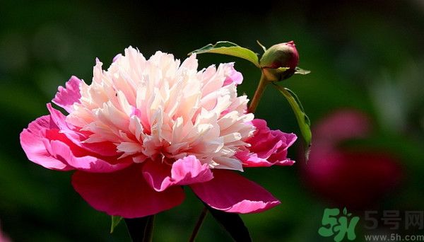 牡丹花可以吃嗎？牡丹花怎么做好吃？