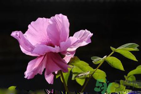 牡丹花可以吃嗎？牡丹花怎么做好吃？