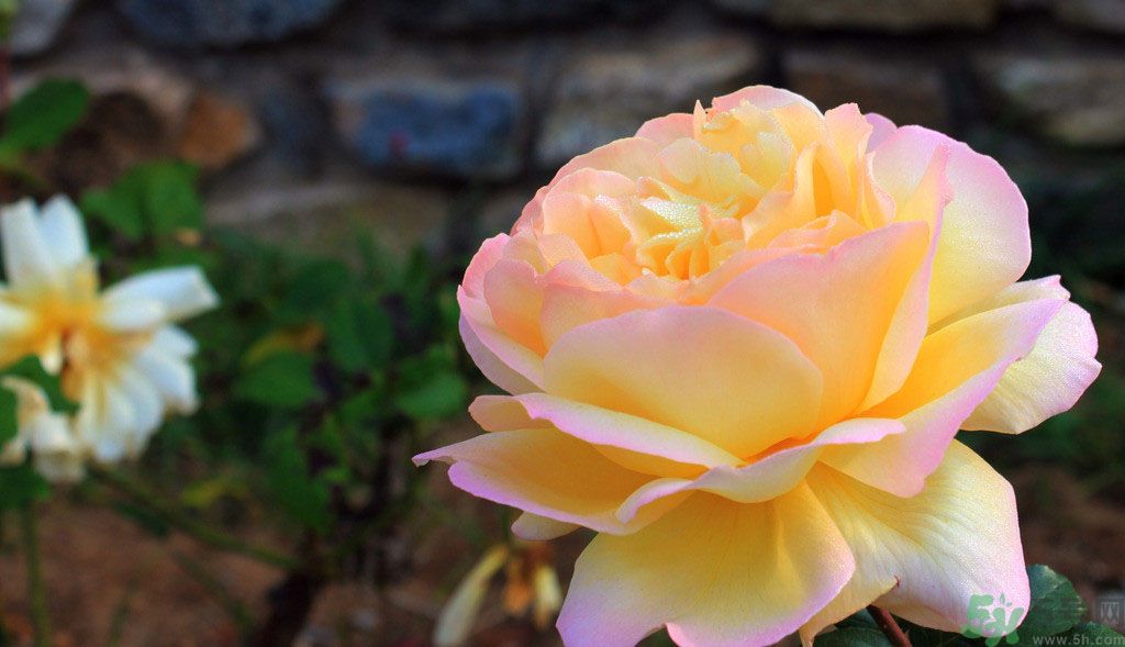 牡丹花茶可以美白嗎？喝牡丹花可以美白嗎？