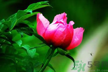 牡丹花茶可以美白嗎？喝牡丹花可以美白嗎？