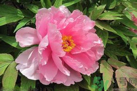 牡丹花茶可以美白嗎？喝牡丹花可以美白嗎？