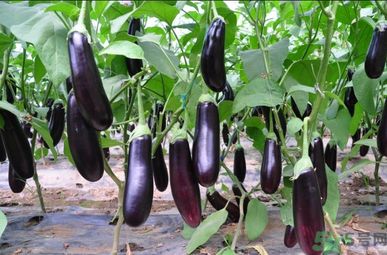 怎么挑選嫩茄子？怎么辨別茄子的老嫩？