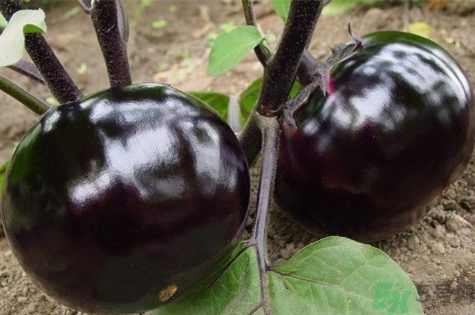 茄子有籽能吃嗎？茄子有籽吃了好不好？