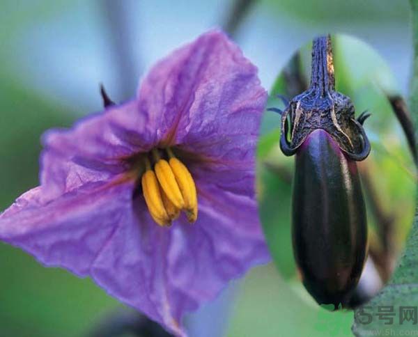 茄子有籽能吃嗎？茄子有籽吃了好不好？