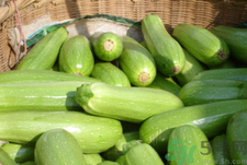 西葫蘆是什么菜?西葫蘆是什么樣子的?.png 西葫蘆是什么菜?西葫蘆是什么樣子的?.png
